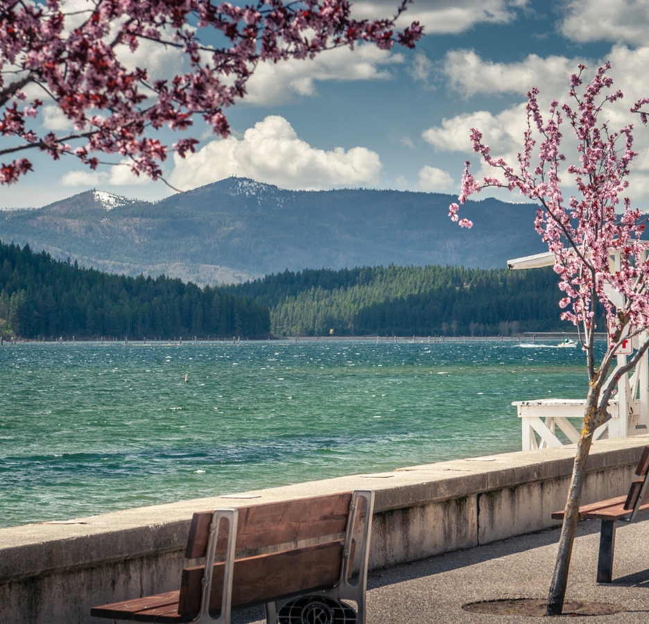 Cherry Blossoms with Mountain Lake background