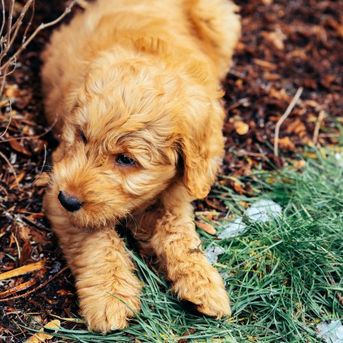 goldendoodle